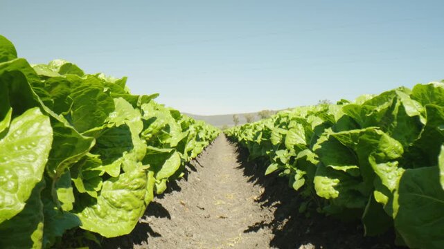 Wide angle ground level view of a large lettuce farm field growing fresh green romaine lettuce under daylight