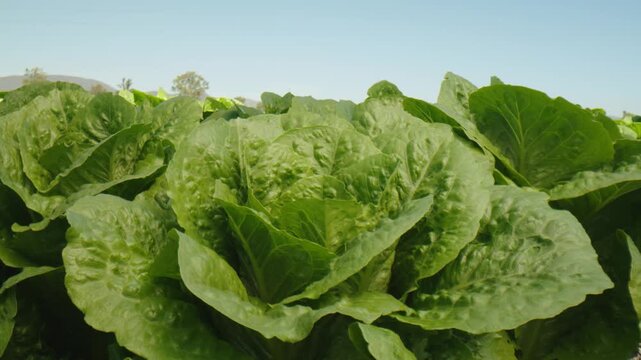 Close up view of a fresh green lettuce head growing in an agricultural farm field
