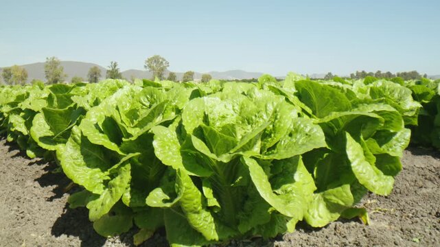 Close up view of a fresh green lettuce head growing in an agricultural farm field