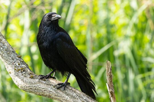 Carrion Crow portrait on a tree branch with green background