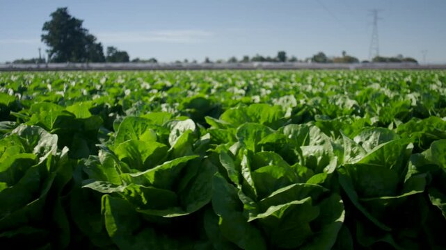 Wide angle ground level view of a large lettuce farm field growing fresh green romaine lettuce under daylight
