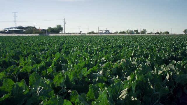 Wide angle ground level view of a large lettuce farm field growing fresh green romaine lettuce under daylight