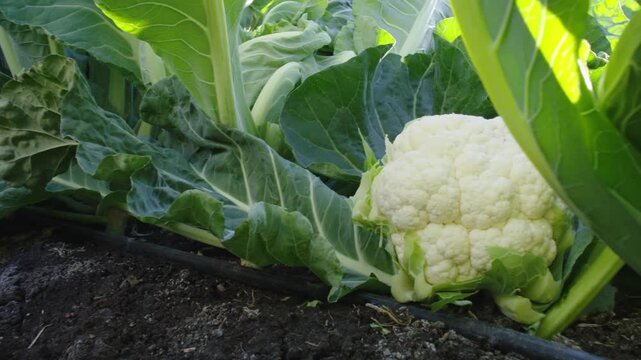 Close up of a fresh white cauliflower growing in a farm field with green leaves