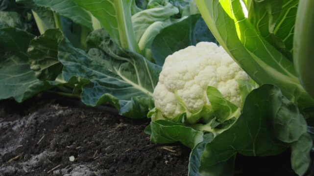 Close up of a fresh white cauliflower growing in a farm field with green leaves