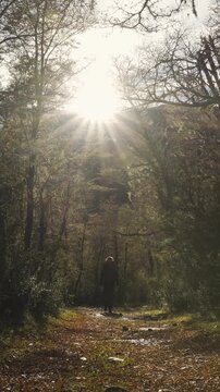 Back view of a hiker with a backpack walking along a trail in a forest, with warm sunlight filtering through the autumn trees, nature scenery.