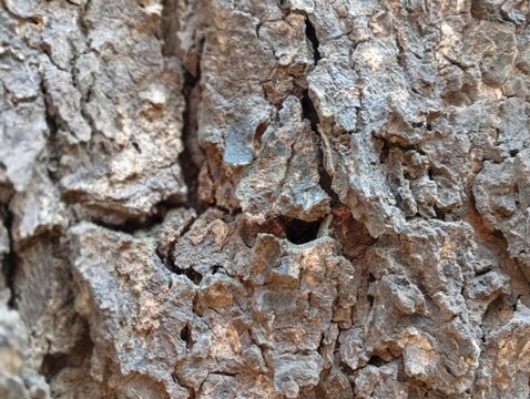 tree bark texture