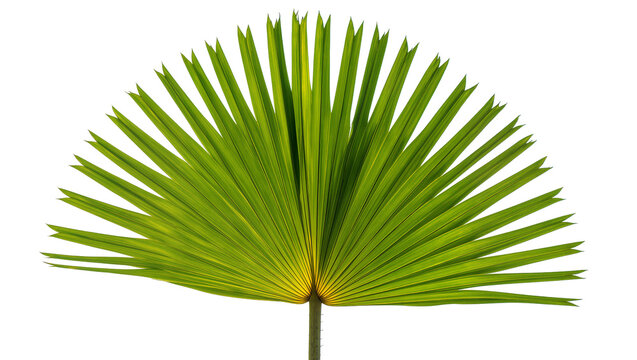 Isolated vibrant green palm frond with natural patterns, a fresh tropical botanical element
