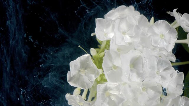 White phlox cluster moves across dark smoky backdrop, revealing five-petaled blossoms, small buds, pale green stems, glossy petals, dew, and strong contrast