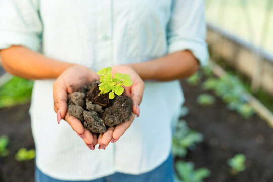 Woman hands planting seedling in soil at organic farm, agriculture education, biology learning, gardening study, sustainable farming, plant growth, green environment, food production