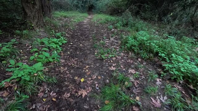 Walking on a scenic forest trail from a first-person view