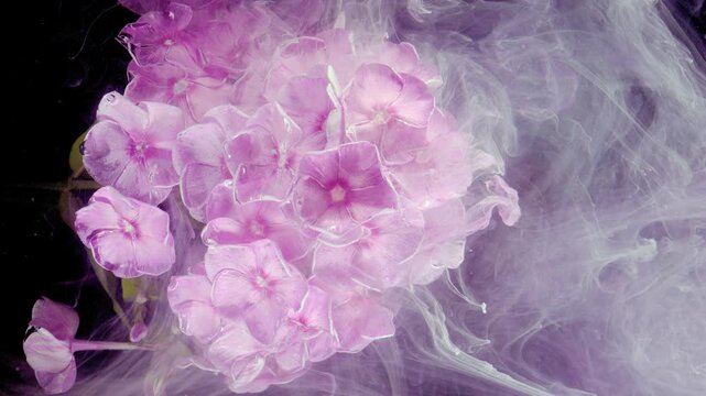Cluster of pale pink periwinkle flowers centered-left being progressively enveloped by translucent lavender-tinted smoke or ink-like vapor that swirls rightward 