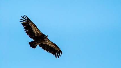 Obraz premium Cinereous Vulture Flying Gliding Across Clear Blue Sky