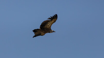 Fototapeta premium Cinereous Vulture Flying Gliding Across Clear Blue Sky