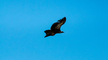 Fototapeta premium Cinereous Vulture Flying Gliding Across Clear Blue Sky