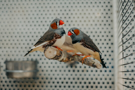 Two zebra finches perched closely together on a natural wooden branch inside an aviary. A charming portrait highlighting social interaction, colorful plumage and the gentle nature of companion birds.