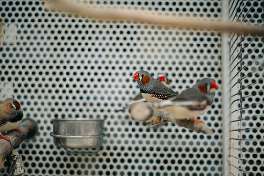 A group of zebra finches perched together on a natural wooden branch inside an aviary. A portrait highlighting social interaction, colorful plumage.