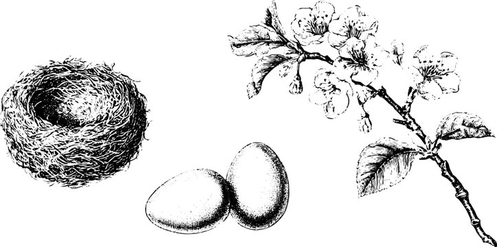 Vintage engraved empty nest with two eggs and cherry blossom branch for spring easter stationery and botanical background design