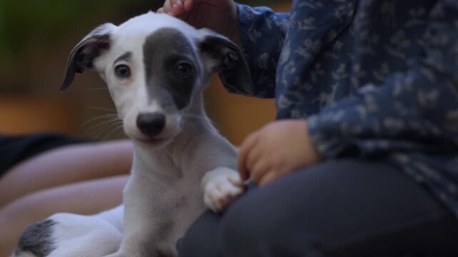  whippet close to an infant girl