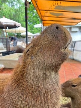 side close up of a capybara