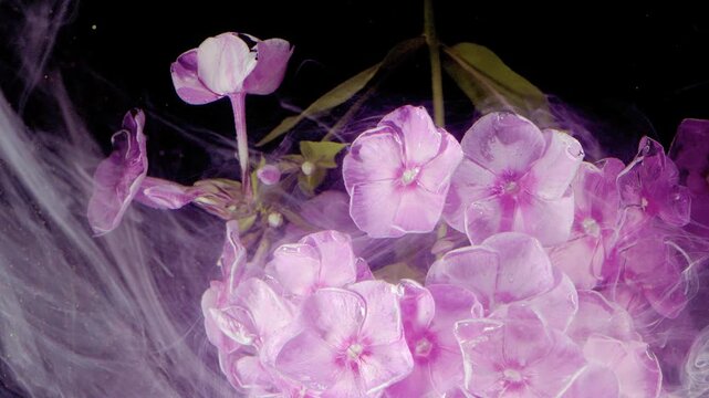 Close-up hydrangea cluster with purple-pink petals and green stems seen against deep black background while translucent white and pale purple filaments drift across