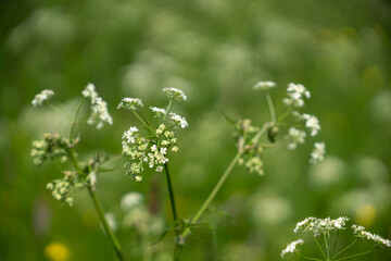 Fototapeta premium White Alpine Wildflowers Growing in a Mountain Meadow