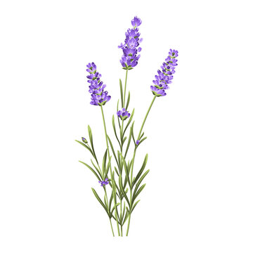 Hand drawn lavender bush vector illustration isolated