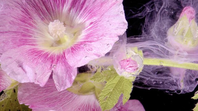 Closeup underwater scene of pale pink hollyhock blossom with connected buds and serrated green leaves set against dark background