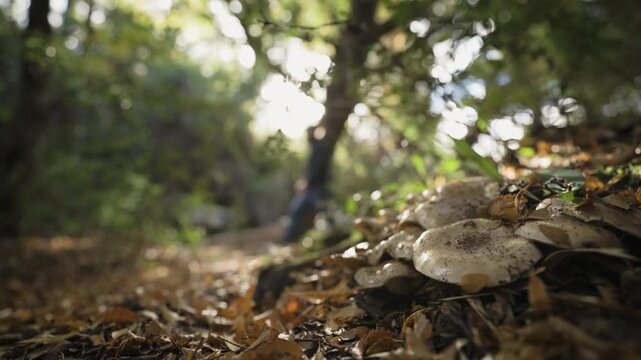 Silhouette of a man walking along a forest trail in the background, with a blurred foreground of wild mushrooms on the forest floor and soft sunlight filtering through the trees.