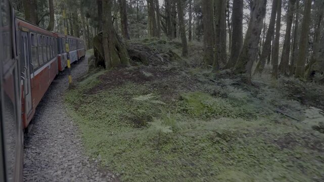 Descending Through the Forest on the Alishan Forest Railway in Taiwan.
21th july 2026 Alishan Chiayi country Taiwan.