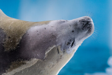 Close-up of a crabeater seal -Lobodon carcinophaga- resting on a small iceberg near the fish islands on the Antarctic peninsula © Goldilock Project