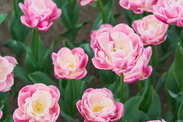 Obraz premium Elegant Pink Double Tulips in Full Bloom, Romantic Spring Garden Floral Background