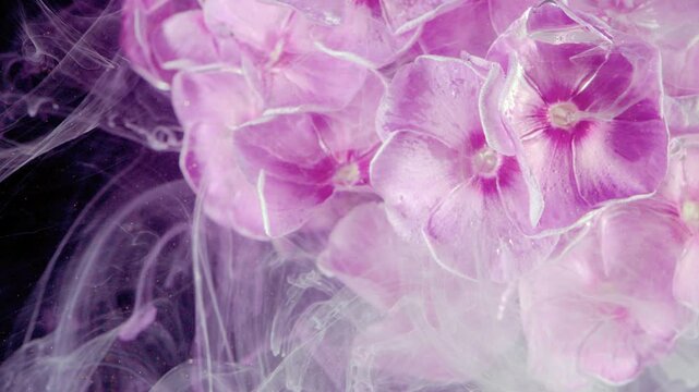 Clustered pink-purple phlox flowers fill tight macro view while translucent white and pale lavender vapor ribbons drift across blossoms, creating soft concealment