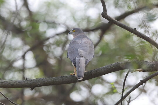The shikra (Tachyspiza badia poliopsis) is a small bird of prey in the family Accipitridae found widely distributed in Asia and Africa. This photo was taken in North India.