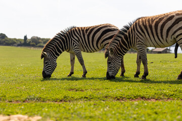 Obraz premium Plains zebras in Brijuni National Park in Istria Croatia former summer residence of Tito