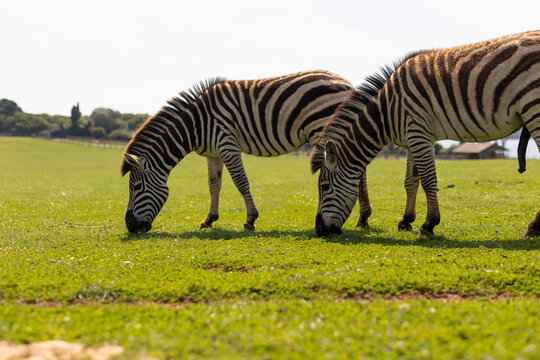 Plains zebras in Brijuni National Park in Istria Croatia former summer residence of Tito