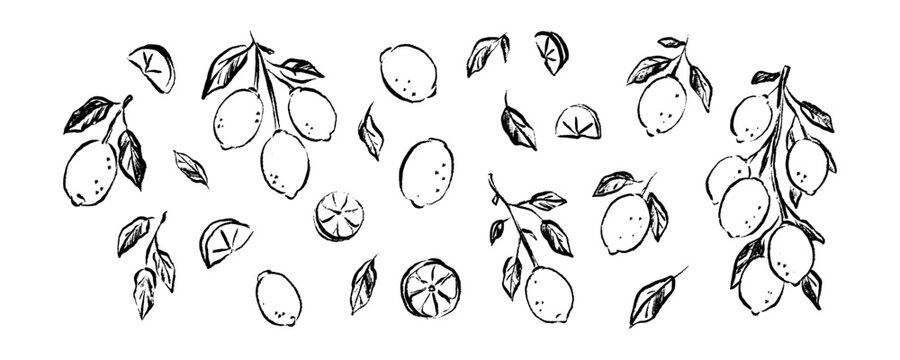 Hand draw pencil, crayon, chalk lemon doodle scribbles. Vintage botany sketch. Summer citrus fruit vector illustration. Mediterranean Italian Amalfi, Positano, Sicily design element. Limoncello logo