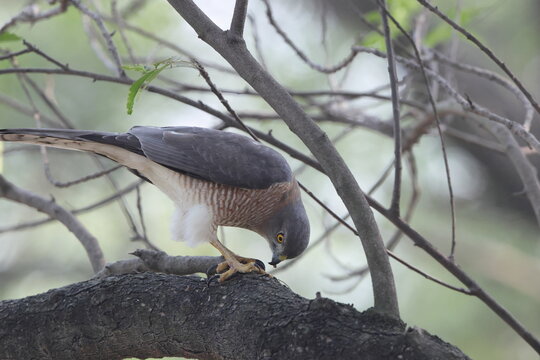 The shikra (Tachyspiza badia poliopsis) is a small bird of prey in the family Accipitridae found widely distributed in Asia and Africa. This photo was taken in North India.