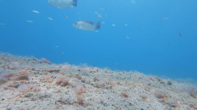 underwater