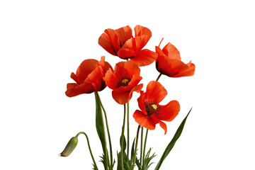 Obraz premium Red poppy flowers with slender stems and buds