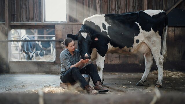 Young farmer nurturing a dairy cow in a rustic wooden barn with soft natural sunlight streaming through the windows