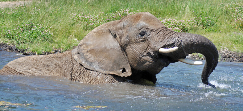 African elephants are elephants of the genus Loxodonta. The genus consists of two extant species: the African bush elephant and the smaller African forest elephant are the largest land mammals on the 