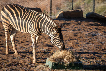 Obraz premium Zebra Grazing Dry Grass At Wildlife Sanctuary
