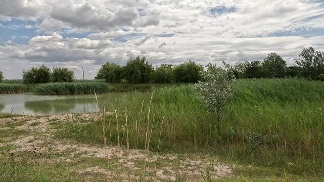 A windy summer landscape: ripples on the lake, reeds, and a tree swaying under a cloudy sky