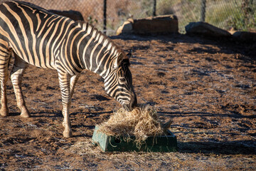 Obraz premium Zebra Grazing Dry Hay Sunlit Enclosure Habitat