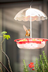 Rufous hummingbird hovering mid air above a red backyard nectar feeder under a clear ant moat canopy with blurred garden flowers © Franz Sidney Art