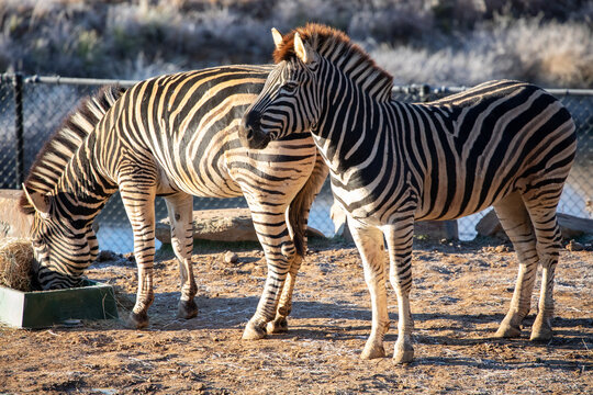 Two zebras standing outdoors sunny day