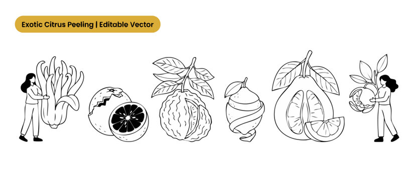 Exotic citrus fruit vector set featuring line art illustrations of Buddha hand, lemon peel twist, pomelo, bergamot and orange with tiny people for food design, farming, tropical fruit outline icon.