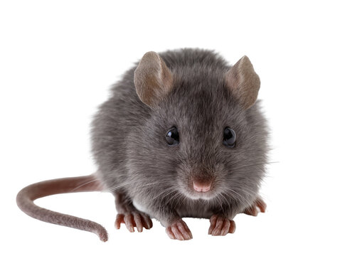 Isolated small gray field mouse with a long tail looking straight ahead at the camera