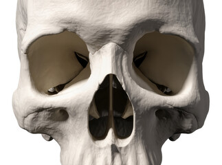 Isolated anterior view of human skull, anatomical bone structure, medical science concept © Diego