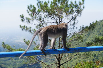 A monkey walking on blue iron © Nur